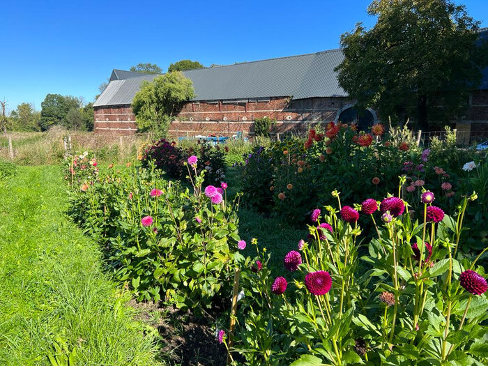 Dahlia pluktuin Kasteel van Heers