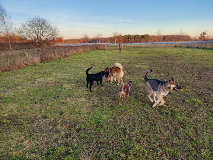 Hondenweide Herkenrode