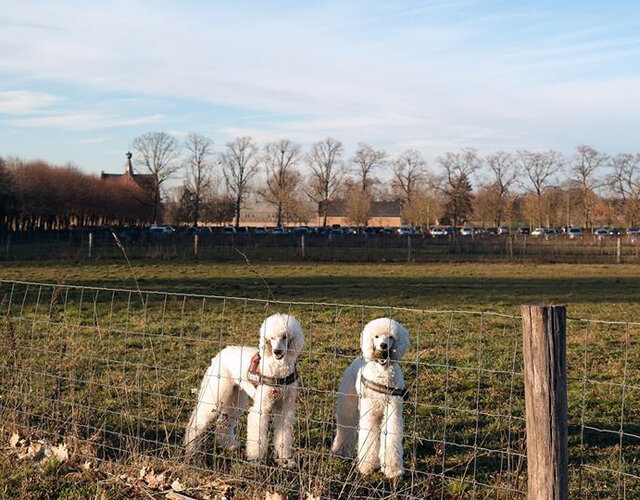 Hondenweide Herkenrode